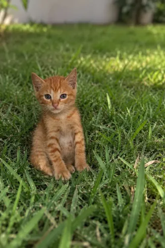 ADOÇÃO RESPONSÁVEL LINDO GATINHO LARANJA 