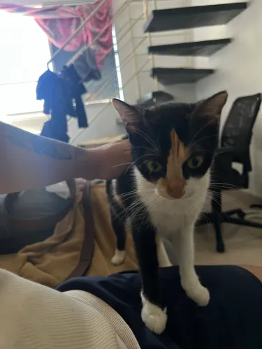 Gata fêmea super dócil vacinada fiv-felv negativo