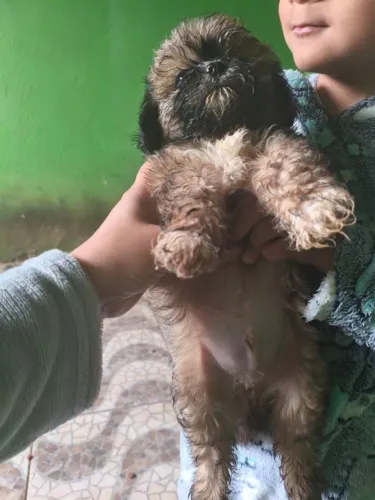 cachorro shih tzu