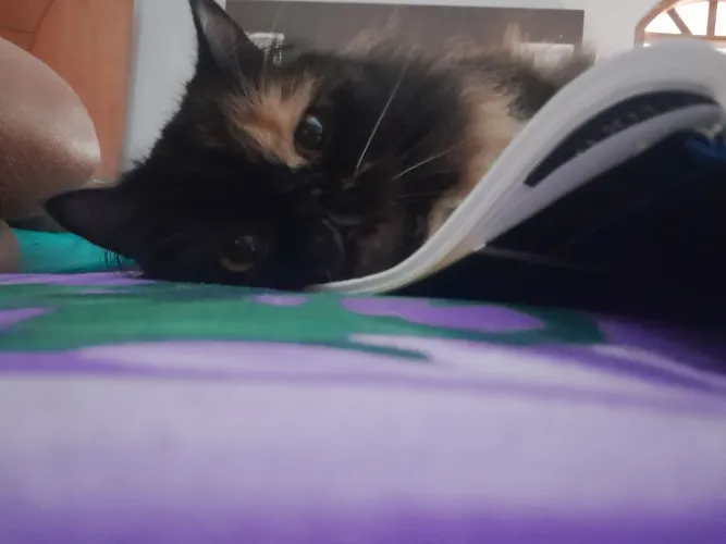 Doação de gato persa
