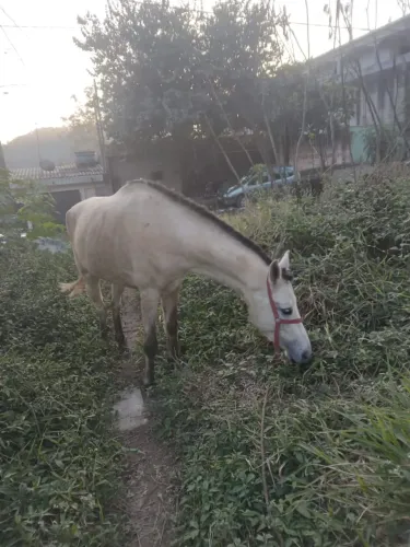 ÉGUA À VENDA - OPORTUNIDADE R$ 2.000,00