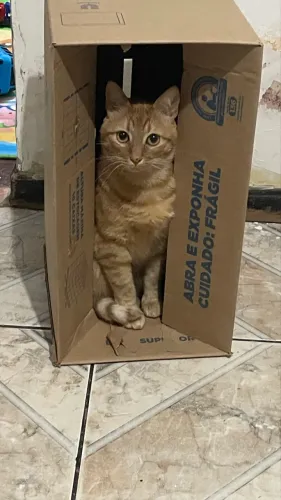 Gato laranja 