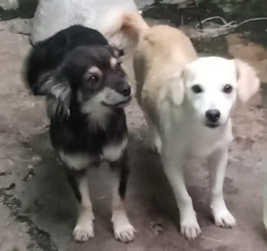 Doando casal de cachorros com 1 ano e 4 meses ( médio porte)