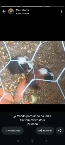 Porquinho da índia