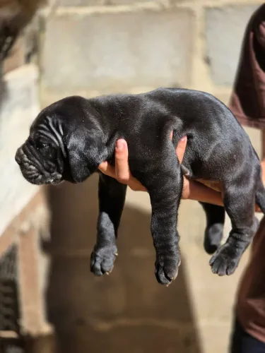 FILHOTES DE CANE CORSO ITALIANO 