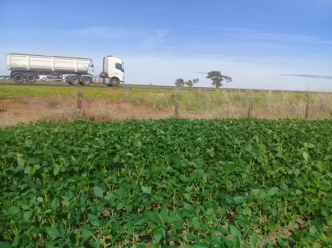 Fazenda campo alegre go cristalina go catalao go ipameri go