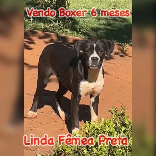 Boxer Preta Fêmea 6 meses