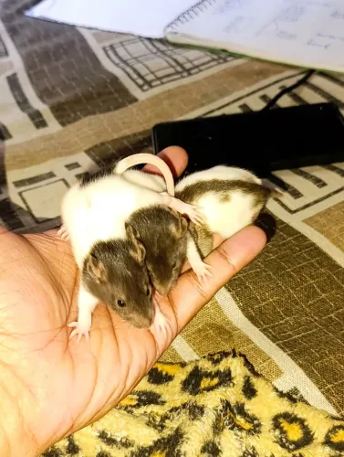 Vendo rato Twister 