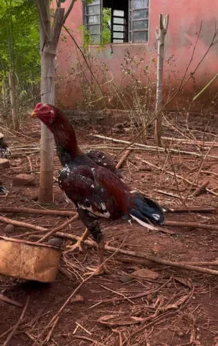 Frango índio bico curto