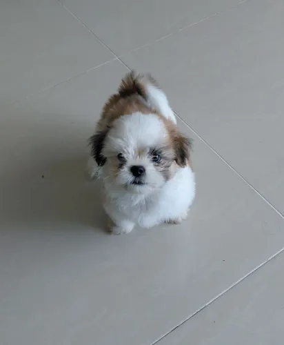 Vendo filhote de Shih Tzu - macho com 2 meses