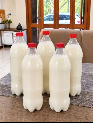 LEITE de VACA Jersey