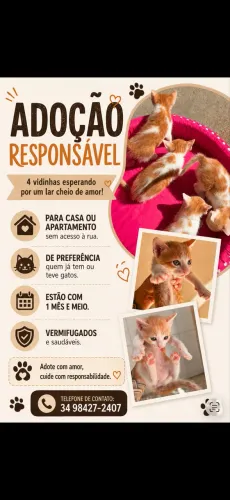 4 gatinhos para adoção