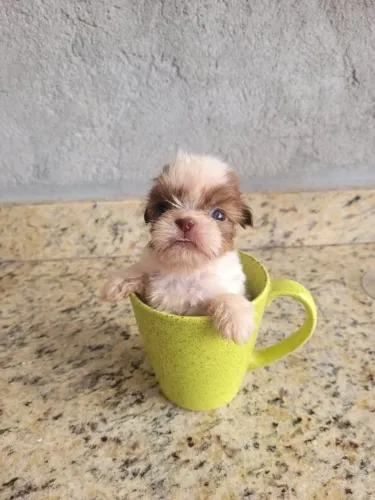 Lindos filhotes Shih-tzu