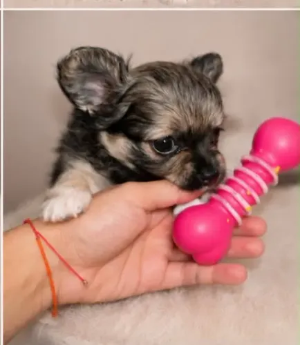 Chiahuahua fêmea pelo longo - Zibelina minúscula
