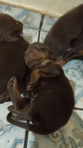 Filhote de doberman