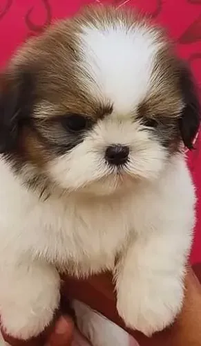 Cãozinho shih tzu/shitzu dócil e saudável pronto para entrega