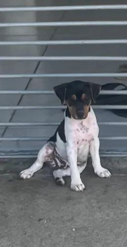 Fox Paulistinha - filhote de Terrier Brasileiro
