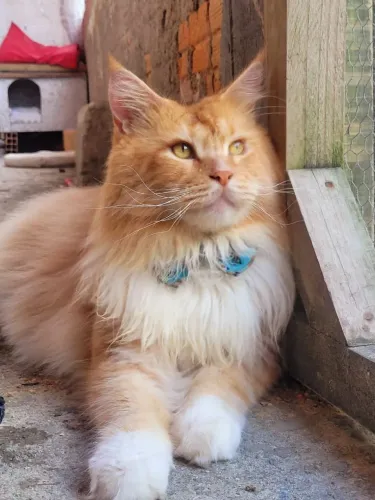 Doa-se gatos