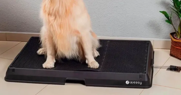 Banheiro pra cachorro