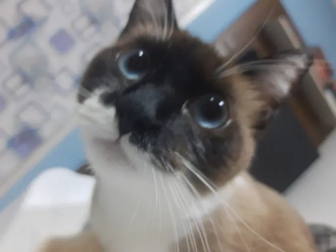 Doa se gata castrada