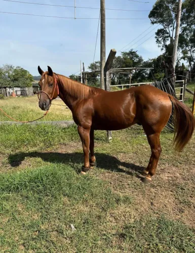 Cavalo quarto de milha