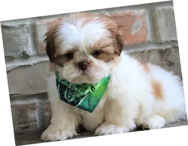 Filhote de Shih-Tzu Macho: Doce, Carinhoso e Ideal para Seu Lar