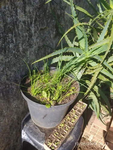 Muda de cebolinha (6 unidades)