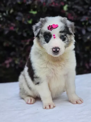 Border Collie | Entrega e Foz dia 15/11