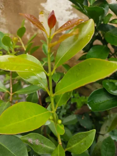 Mudas de Araçá Paulista enxertado