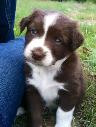  Border Collie - O Cão Mais Inteligente do Mundo na Sua Casa!
