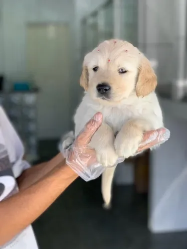 Golden retriever  machinho com 55 dias na cor creme vacinado e com pedigree- Alberto