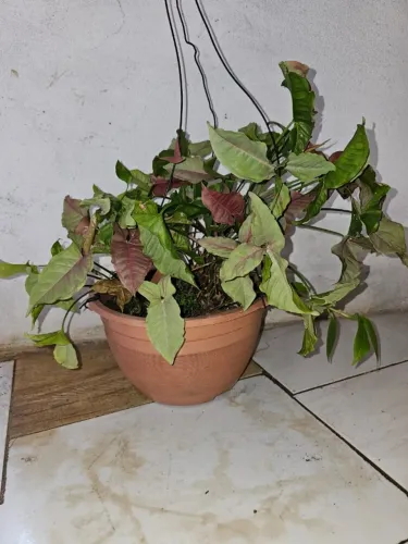 Singonio  variegata - Pata de ganso