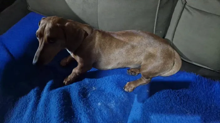 Filhote de salsichinha, linguiçinha macho