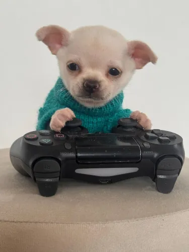 Chihuahua. Filhote de Chihuahua macho Pêlo curto - um companheiro de aventuras!