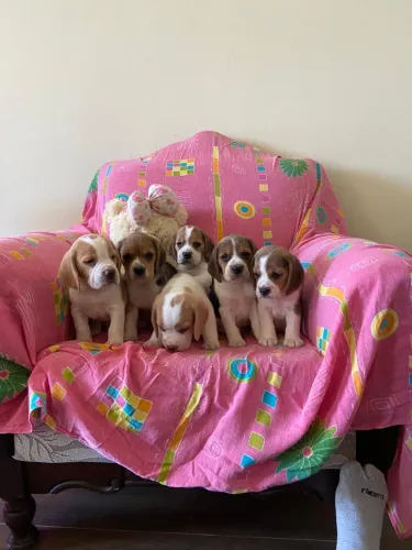 Os beagles mais terríveis 