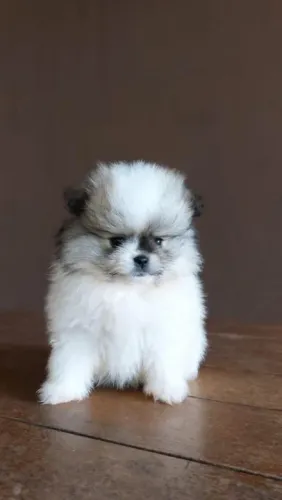 Spitz Alemão anões (tamanho adulto 20 a 22cm), top padrão da raça!    