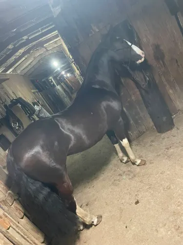 vendo Égua criola