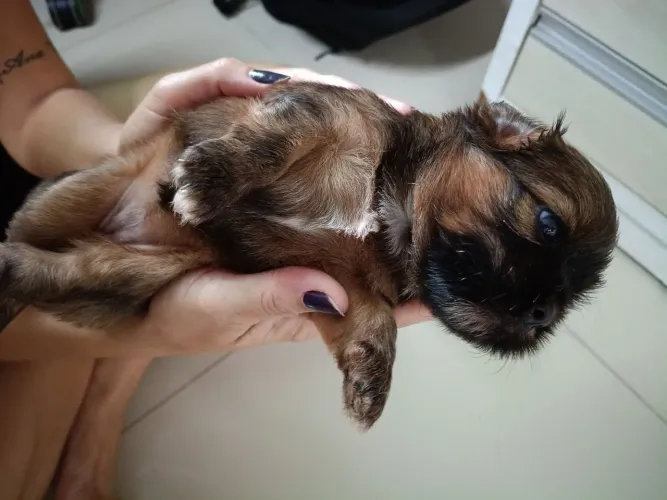 Vendo