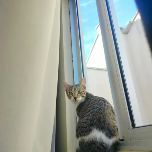 Gatinha para Doação 