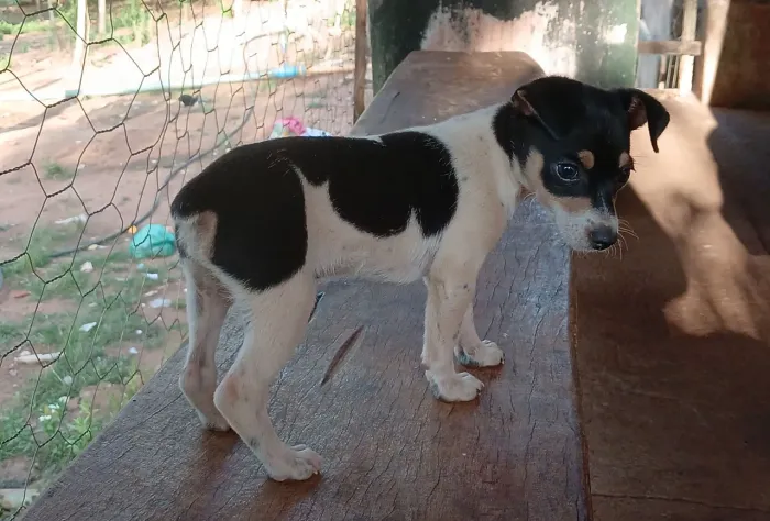 Pinscher