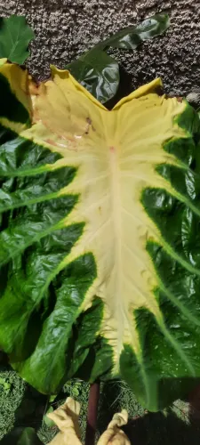 Colocasia White Lava uma muda