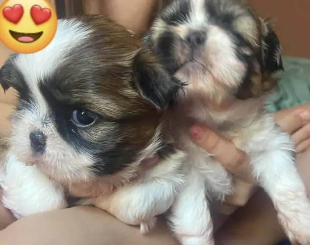 Cachorro shit zu