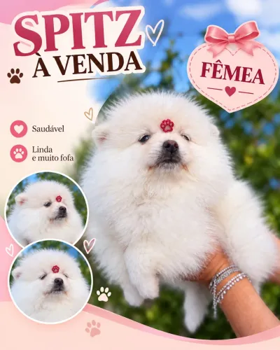 Spitz alemão