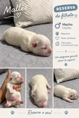 Maltês para reserva