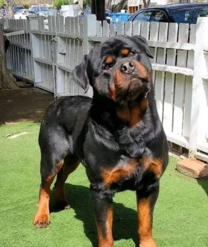 Rottweiler cabeça de touro parcelo até 12x ou 18x..