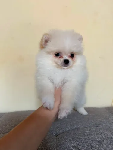Spitiz macho