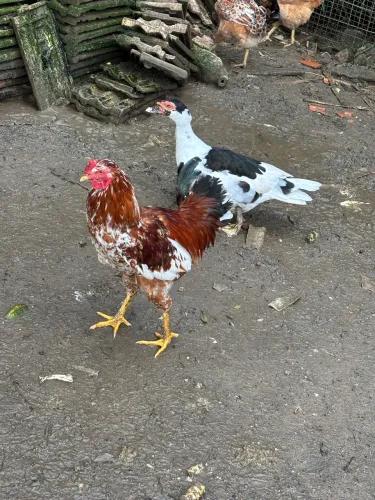 Frango músico brasileiro