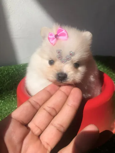 Spitz alemão fêmea mini disponível 