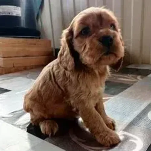 Companhia, Carinho e Muito Amor em um Filhote