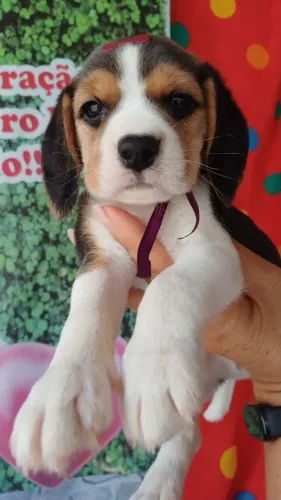 Lindinhos Beagle Filhotinhos Amigos e Carinhoso